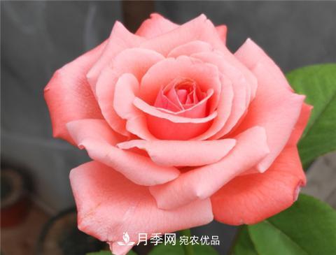 這6種月季花，四季開花不斷，又大又美，值得入手(圖11)
