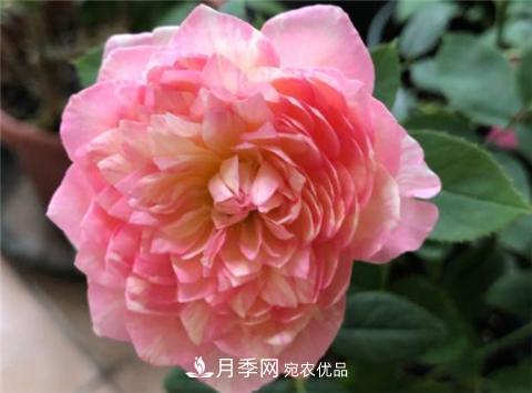 這6種月季花，四季開花不斷，又大又美，值得入手(圖9)