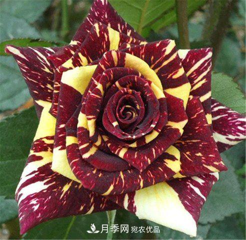 全球10大“名貴”月季花，養(yǎng)過(guò)其中5盆，就算“月季發(fā)燒友”(圖2)
