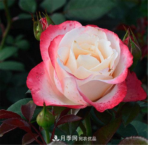 全球10大“名貴”月季花，養(yǎng)過(guò)其中5盆，就算“月季發(fā)燒友”(圖1)