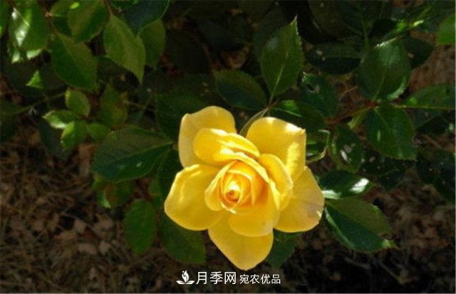 全球10大“名貴”月季花，養(yǎng)過(guò)其中5盆，就算“月季發(fā)燒友”(圖3)