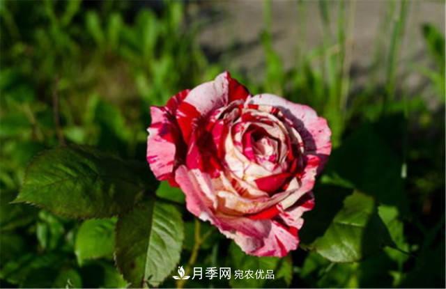 全球10大“名貴”月季花，養(yǎng)過(guò)其中5盆，就算“月季發(fā)燒友”(圖5)