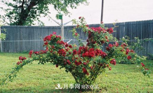 全球10大“名貴”月季花，養(yǎng)過(guò)其中5盆，就算“月季發(fā)燒友”(圖6)