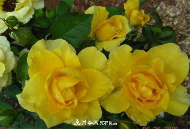 全球10大“名貴”月季花，養(yǎng)過(guò)其中5盆，就算“月季發(fā)燒友”(圖7)