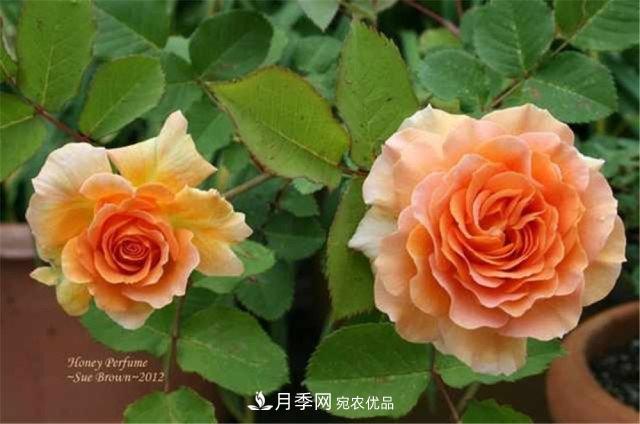 全球10大“名貴”月季花，養(yǎng)過(guò)其中5盆，就算“月季發(fā)燒友”(圖9)