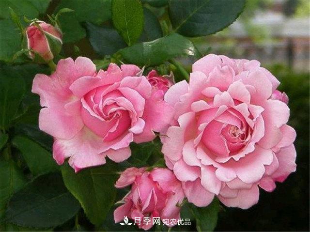 全球10大“名貴”月季花，養(yǎng)過(guò)其中5盆，就算“月季發(fā)燒友”(圖8)