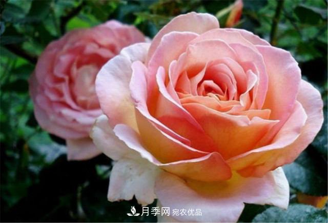 全球10大“名貴”月季花，養(yǎng)過(guò)其中5盆，就算“月季發(fā)燒友”(圖11)