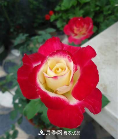 全球10大“名貴”月季花，養(yǎng)過(guò)其中5盆，就算“月季發(fā)燒友”(圖12)