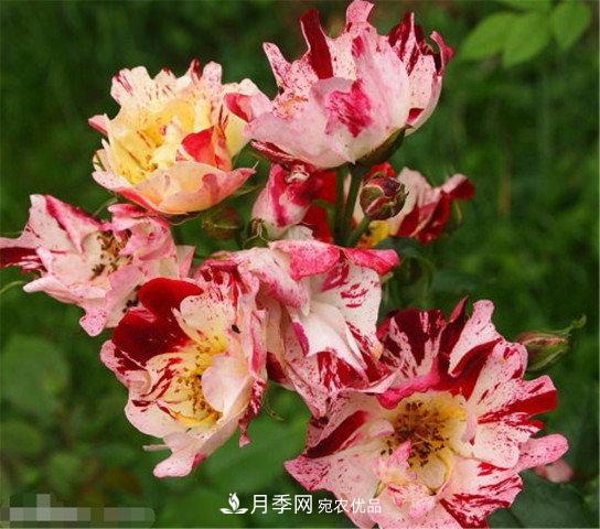 全球10大“名貴”月季花，養(yǎng)過(guò)其中5盆，就算“月季發(fā)燒友”(圖10)