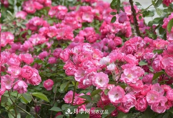 廣東種月季，首選這15種，一年花開10個(gè)月！(圖4)