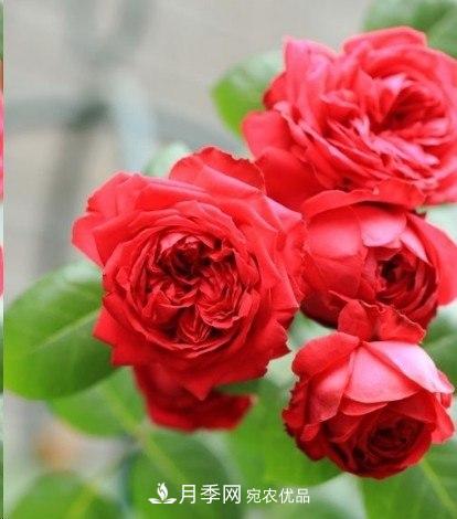 廣東種月季，首選這15種，一年花開10個(gè)月！(圖3)