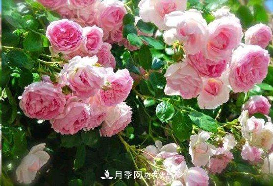 廣東種月季，首選這15種，一年花開10個(gè)月！(圖6)