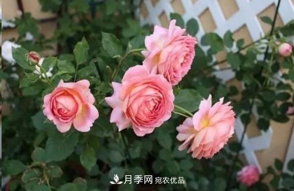 廣東種月季，首選這15種，一年花開10個(gè)月！(圖9)
