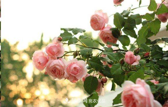 廣東種月季，首選這15種，一年花開10個(gè)月！(圖8)