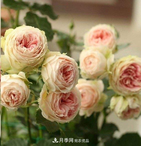 廣東種月季，首選這15種，一年花開10個(gè)月！(圖14)