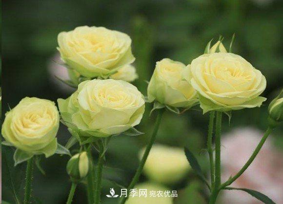 廣東種月季，首選這15種，一年花開10個(gè)月！(圖17)