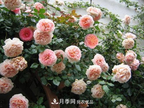 推薦4種經(jīng)典灌木月季，抗病開花能力都很不錯(cuò)(圖1)