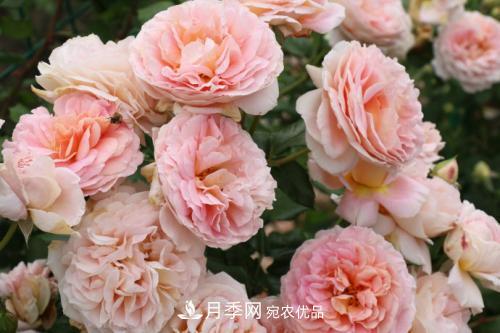 推薦4種經(jīng)典灌木月季，抗病開花能力都很不錯(cuò)(圖2)