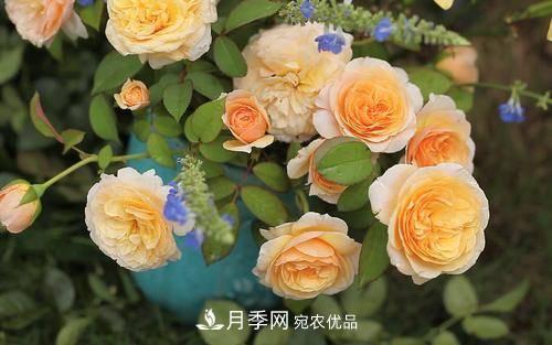 推薦4種經(jīng)典灌木月季，抗病開花能力都很不錯(cuò)(圖4)