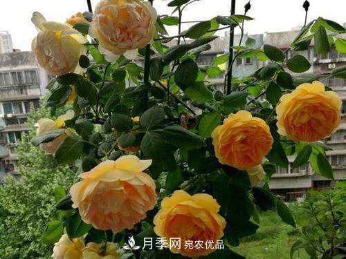 推薦4種經(jīng)典灌木月季，抗病開花能力都很不錯(cuò)(圖3)