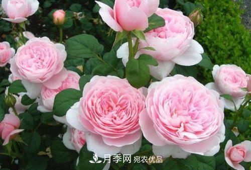 推薦4種經(jīng)典灌木月季，抗病開花能力都很不錯(cuò)(圖7)