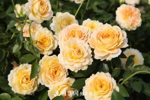 推薦4種經(jīng)典灌木月季，抗病開花能力都很不錯(cuò)(圖6)