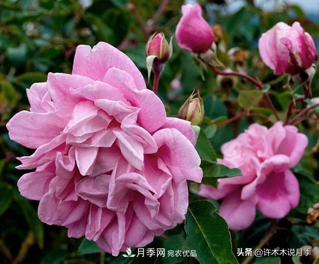 25個(gè)豐花濃香的波旁月季。擁有中國血統(tǒng)，不僅抗病還能做花墻(圖1)