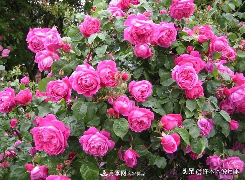25個(gè)豐花濃香的波旁月季。擁有中國血統(tǒng)，不僅抗病還能做花墻(圖2)
