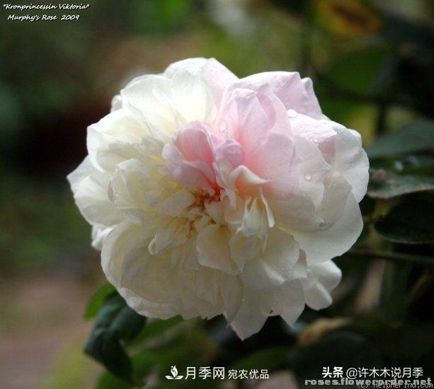 25個(gè)豐花濃香的波旁月季。擁有中國血統(tǒng)，不僅抗病還能做花墻(圖6)