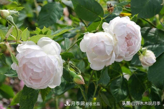 25個(gè)豐花濃香的波旁月季。擁有中國血統(tǒng)，不僅抗病還能做花墻(圖8)