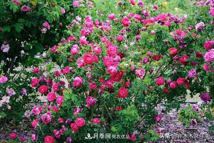 25個(gè)豐花濃香的波旁月季。擁有中國血統(tǒng)，不僅抗病還能做花墻(圖7)