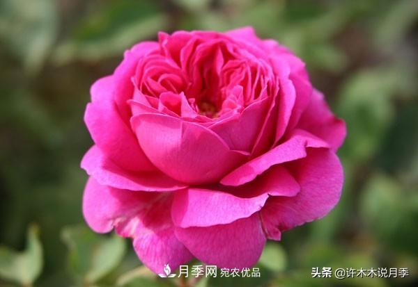 25個(gè)豐花濃香的波旁月季。擁有中國血統(tǒng)，不僅抗病還能做花墻(圖16)