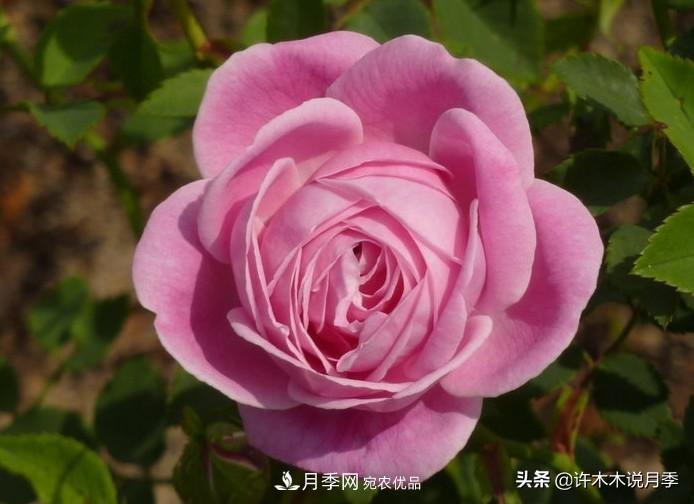 25個(gè)豐花濃香的波旁月季。擁有中國血統(tǒng)，不僅抗病還能做花墻(圖17)