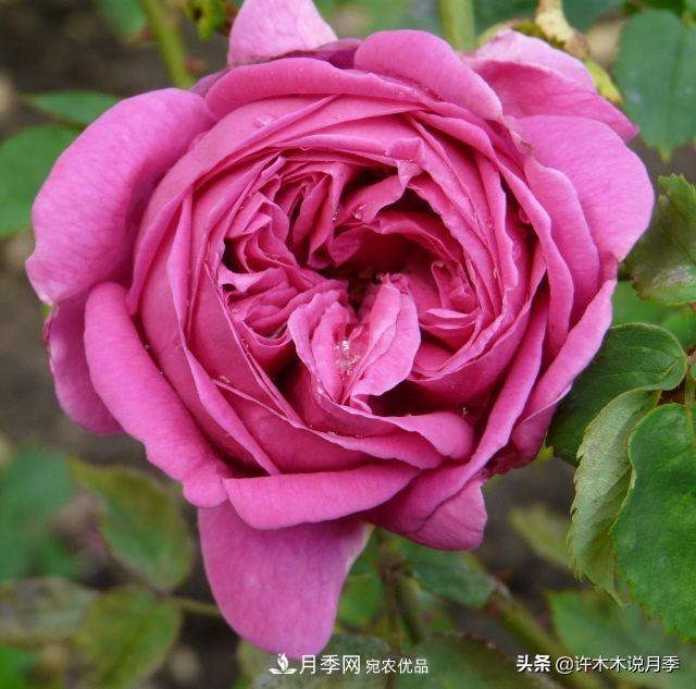 25個(gè)豐花濃香的波旁月季。擁有中國血統(tǒng)，不僅抗病還能做花墻(圖15)