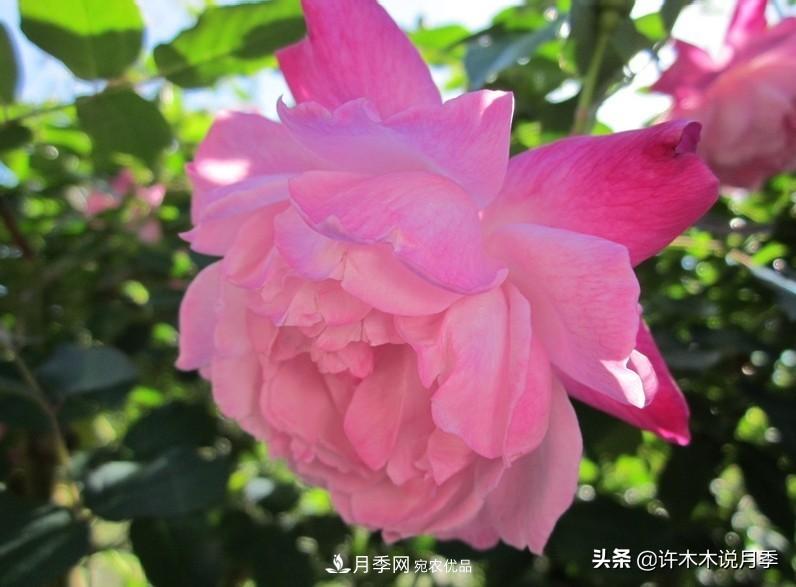 25個(gè)豐花濃香的波旁月季。擁有中國血統(tǒng)，不僅抗病還能做花墻(圖14)