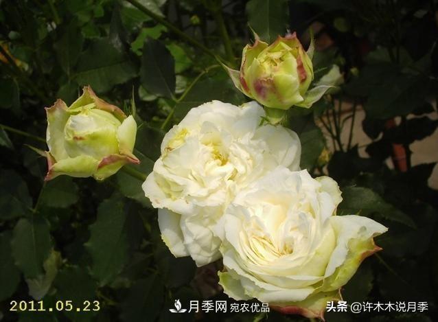 25個(gè)豐花濃香的波旁月季。擁有中國血統(tǒng)，不僅抗病還能做花墻(圖19)