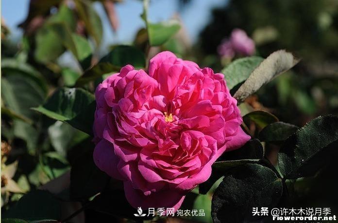25個(gè)豐花濃香的波旁月季。擁有中國血統(tǒng)，不僅抗病還能做花墻(圖18)
