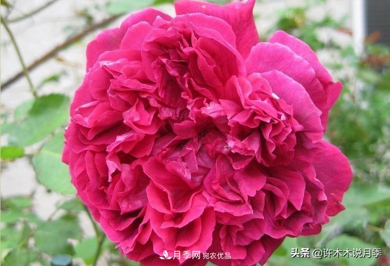 25個(gè)豐花濃香的波旁月季。擁有中國血統(tǒng)，不僅抗病還能做花墻(圖21)