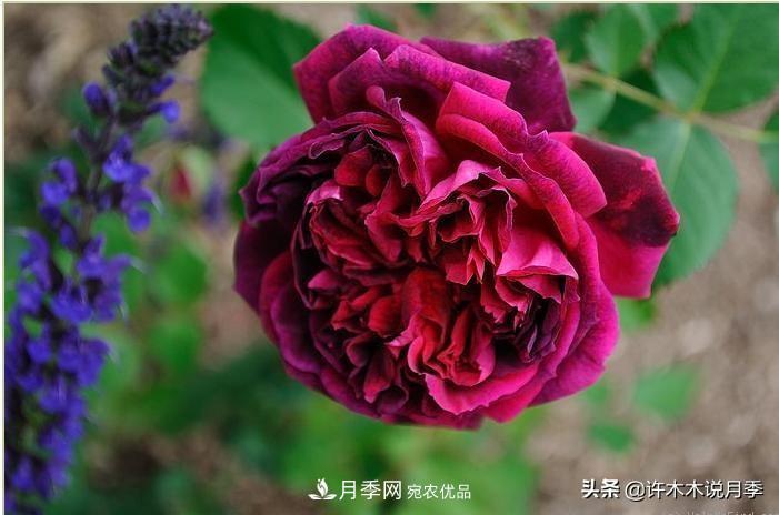 25個(gè)豐花濃香的波旁月季。擁有中國血統(tǒng)，不僅抗病還能做花墻(圖20)