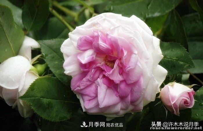 25個(gè)豐花濃香的波旁月季。擁有中國血統(tǒng)，不僅抗病還能做花墻(圖25)