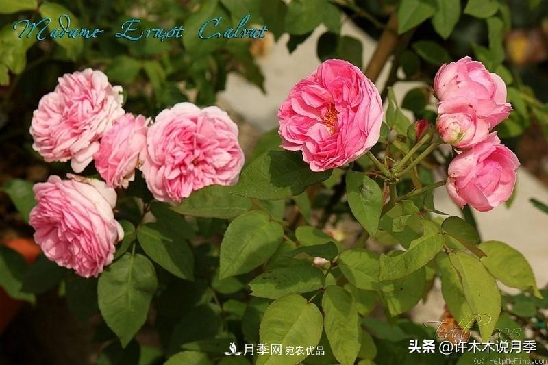 25個(gè)豐花濃香的波旁月季。擁有中國血統(tǒng)，不僅抗病還能做花墻(圖23)