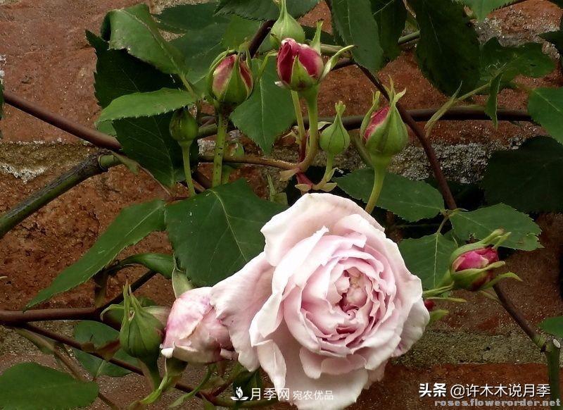 25個(gè)豐花濃香的波旁月季。擁有中國血統(tǒng)，不僅抗病還能做花墻(圖24)