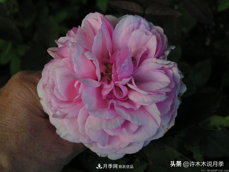 25個(gè)豐花濃香的波旁月季。擁有中國血統(tǒng)，不僅抗病還能做花墻(圖22)