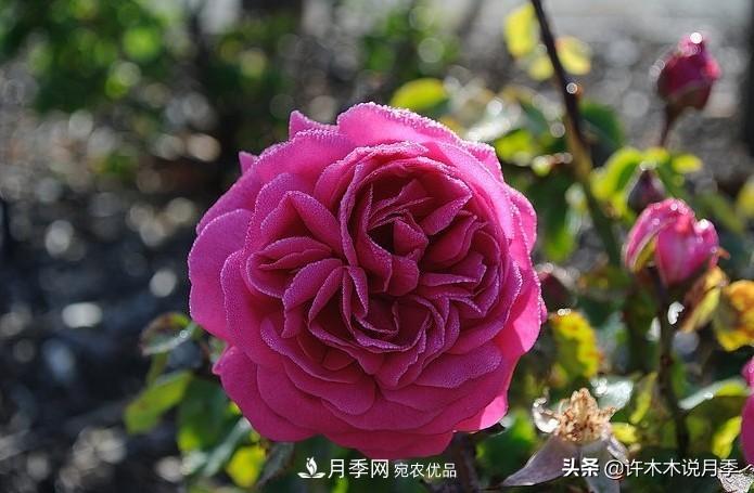25個(gè)豐花濃香的波旁月季。擁有中國血統(tǒng)，不僅抗病還能做花墻(圖29)