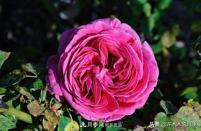 25個(gè)豐花濃香的波旁月季。擁有中國血統(tǒng)，不僅抗病還能做花墻(圖28)