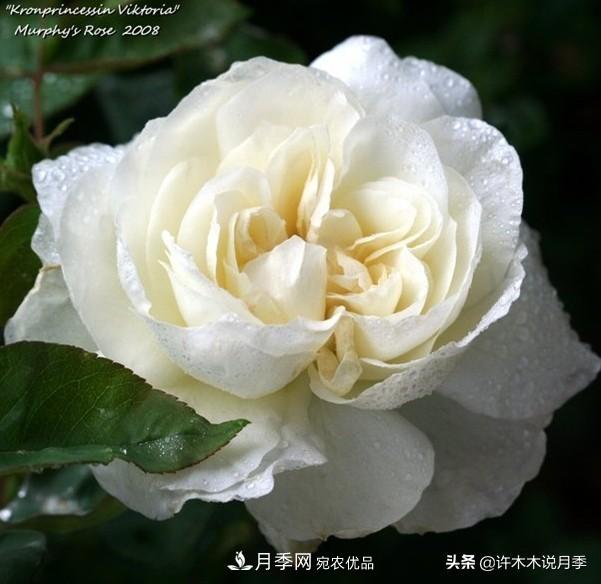 25個(gè)豐花濃香的波旁月季。擁有中國血統(tǒng)，不僅抗病還能做花墻(圖27)