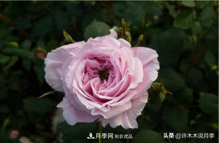 25個(gè)豐花濃香的波旁月季。擁有中國血統(tǒng)，不僅抗病還能做花墻(圖33)