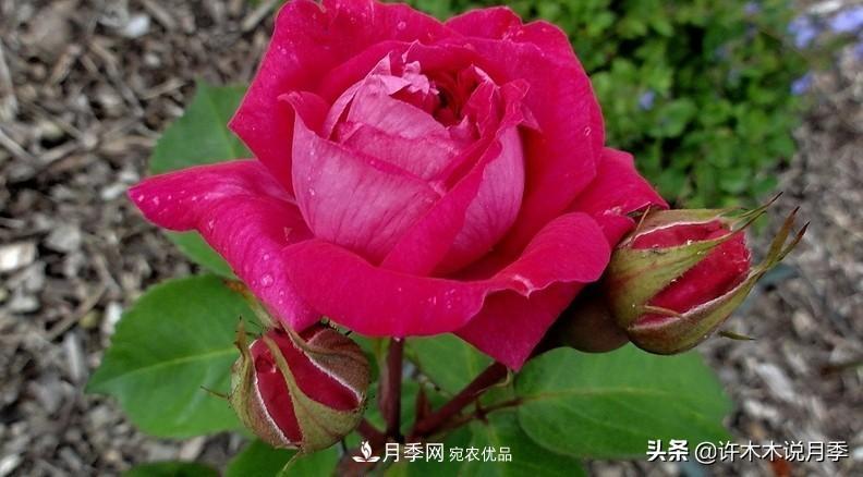 25個(gè)豐花濃香的波旁月季。擁有中國血統(tǒng)，不僅抗病還能做花墻(圖30)