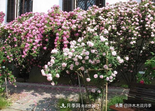 25個(gè)豐花濃香的波旁月季。擁有中國血統(tǒng)，不僅抗病還能做花墻(圖32)