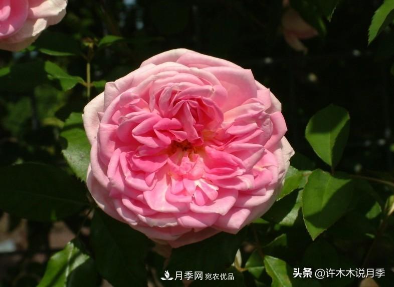 25個(gè)豐花濃香的波旁月季。擁有中國血統(tǒng)，不僅抗病還能做花墻(圖35)